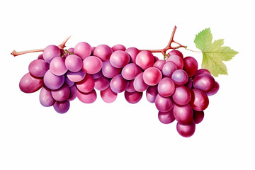 Fototapeta premium Photography of Fresh Vibrant Red or Purple Grapes or Currants on Vine and Leaves Isolated on Clean White Canvas Landscape Background
