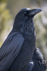 Raven close up