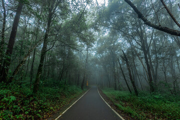 Fototapeta premium Natural background of trees covered with fog on both sides of the road, the beauty of the natural ecosystem amidst the changing weather conditions according to the seasons.