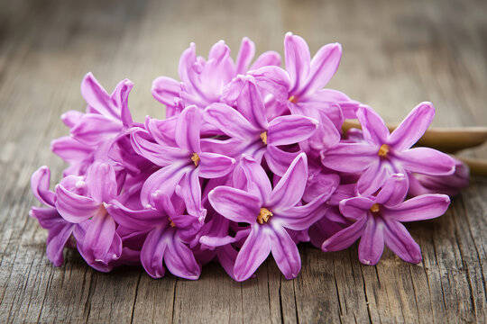 Beautiful cluster of pink hyacinth flowers arranged on a rustic wooden surface, showcasing vibrant colors and delicate petals. Generative AI