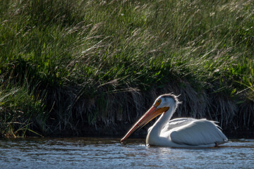 White pelican