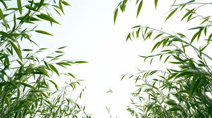 A low angle view of green grass blades against a white sky.