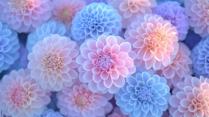 A captivating close-up shot showcasing the delicate beauty of pastel blue, pink, and purple dahlias, radiating elegance and grace. These vibrant blooms symbolize love, beauty, and the joy of spring.