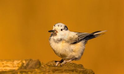 Leucistic Chickadee Perched In Tree