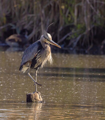 Great Blue Heron In The Water