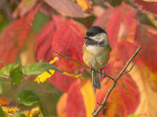 Black-Capped Chickdee Perched On A Limb