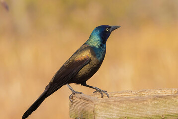 A Grackle Perched On A Feeder With Peanuts