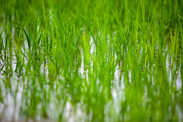 Young rice plants sprout in a lush, vibrant green paddy, reflecting beautifully on the water’s surface. The image captures the tranquility of early growth in a flooded field