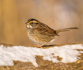White Throated Sparrow In The Woods