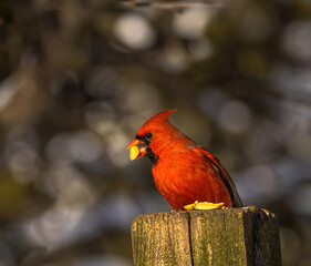 Male Cardinal With Peanut In Beak