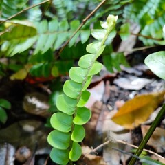 Beautiful fern leaves, their delicate fronds spread out in a bright green hue. The close-up perspective highlights the intricate details of the fern's structure, with each leaf blade clearly visible.