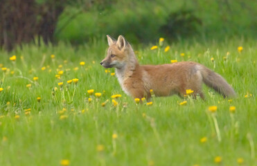 Red Fox In The Dandelions