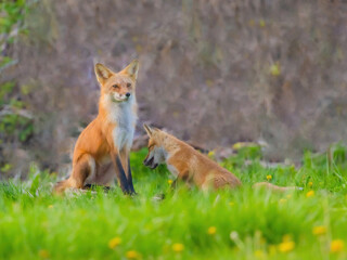 Fox Pup Looking At  Dad's Feet
