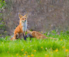 Fox Pup Nipping At  Dad's Feet
