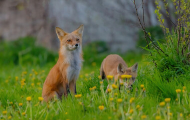 Foxes In Dandelion Field