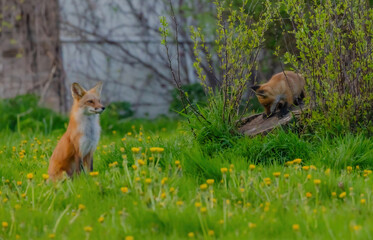 Obraz premium Fox Pup Looking At Something And Papa Fox Sits Looking