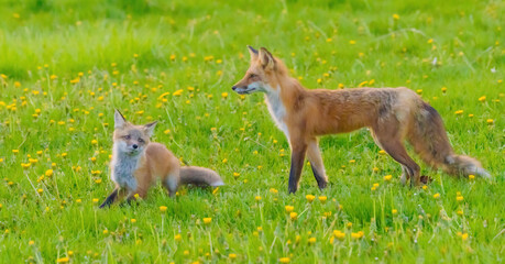 Fox Pup Sitting Close To Mom