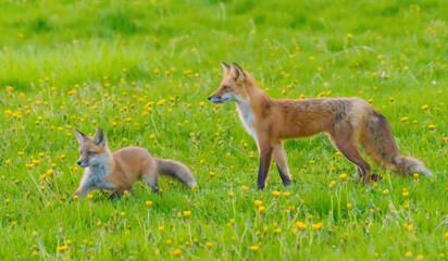 Fox Pup Sitting Close To Mom
