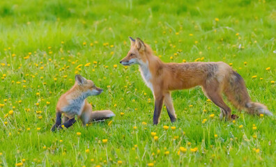 Fox Pup Looks At Mom