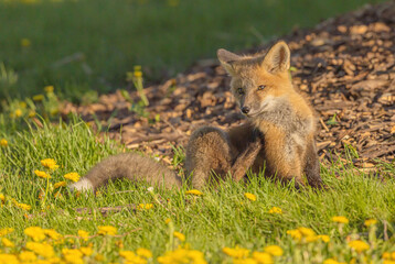 Naklejka premium Fox Pup Sitting And Looking