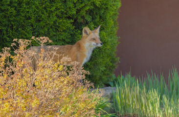 Fox In The Garden