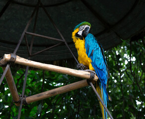 Guacamayo azul apoyado en una rama.