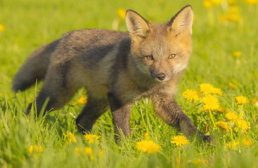 Close Up Of Fox Pup