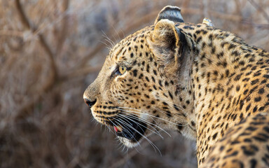 Male leopard face side view
