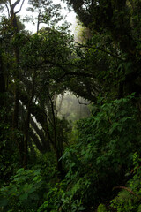 Bosque nuboso en la monta&ntilde;a con muchos &aacute;rboles.