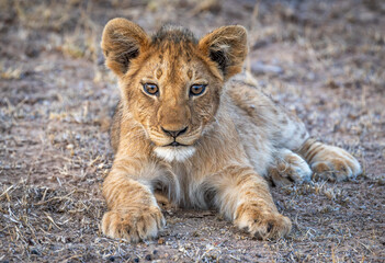 portrait of a lion cub