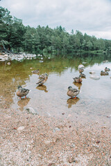 Loch an Eilein is a small, irregularly shaped freshwater loch in the Rothiemurchus Forest about 5...