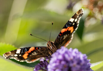 gros plan d'un paon du jour, papillon sauvage, sur une fleur mauve en fin d'été