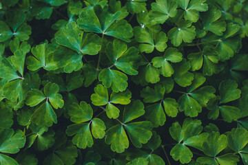 Background with texture of small leaves dark green  