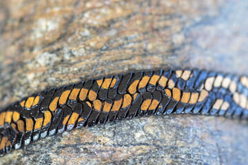 metal wickerwork jewelry detail. macro.