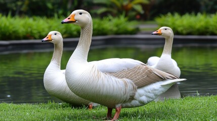 Obraz premium Group of white geese resting by a pond, with sunlight reflecting off the water, surrounded by natural green scenery in an outdoor setting.