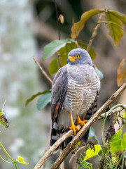 A common buzzard (Rupornis magnirostris) in the Anamá region.