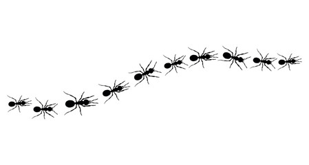 Realistic black ant on white background. Path and ants. Vector.
