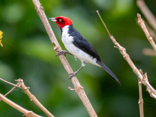 A black-throated cardinal (Paroaria gularis) in the Anam&aacute; region.