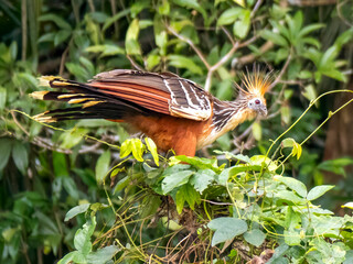 A hoatzin (Opisthocomus hoazin) in the Anamá region. The bird is also known as the gypsy hen.