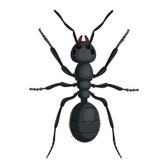 Realistic black ant on a white background. Vector.
