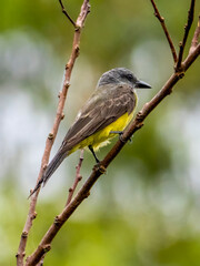 A mourning king tyrant (Tyrannus melancholicus) in the Anamá region.