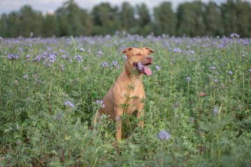 Beautiful purebred American Pit Bull Terrier outdoors.