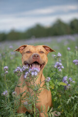 Beautiful purebred American Pit Bull Terrier outdoors.