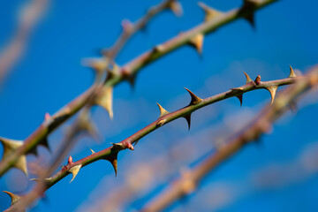 Crossing diagonal, thorny shoots or branches of a field rose in front of a blue sky on a sunny fall day in Sauerland (Germany) Single thorns of small-leaved sweet briar (Rosa agrestis) in focus.