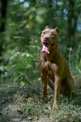 Beautiful purebred American Pit Bull Terrier outdoors.