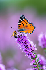 National Heather Day. An orange butterfly and a bee feed on vibrant lavender flowers, highlighting a delicate and colorful interaction between pollinators and nature’s blooms.