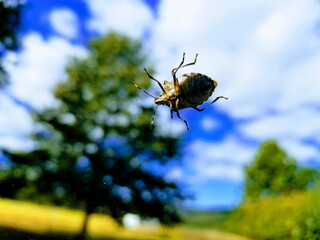 Insect up close