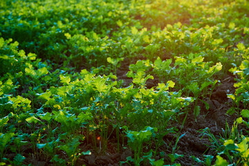 Dramatic Sunset Over Golden Wheat Field: Cinematic Close-Up of Swaying Crops Bathed in Warm Light. Breathtaking Rural Landscape Blending Summer Greenery and Autumn Hues with Sun Rays Piercing 