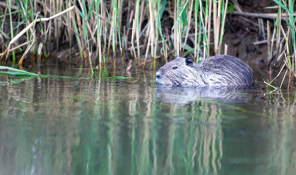 A nutria sits at the water's edge near a grassy riverbank, partially submerged as it prepares to enter the water. The image highlights the animal&rsquo;s natural habitat, surrounded by vegetation