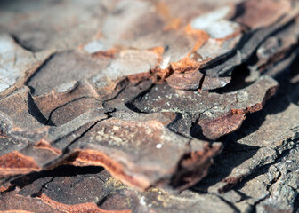 tree bark texture, macro, background.